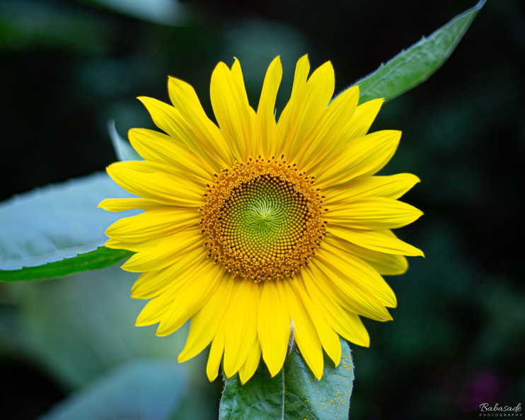 1Z8A9682-8x10.jpg