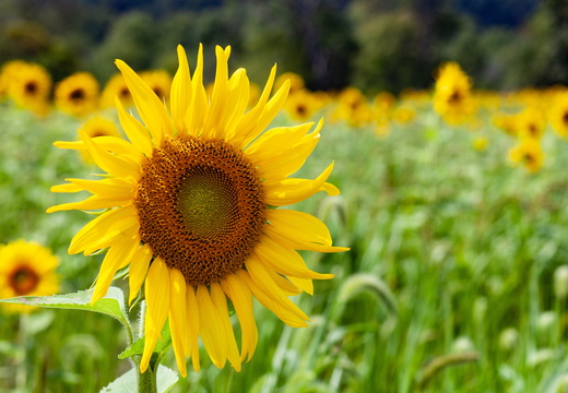 Sunflowers